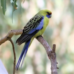 Platycercus elegans flaveolus at Wodonga Regional Park - 11 Apr 2021