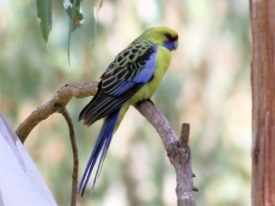 Platycercus elegans flaveolus (Yellow Rosella) at Wodonga Regional Park - 11 Apr 2021 by KylieWaldon