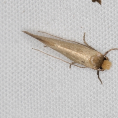 Edosa idiochroa at Melba, ACT - 13 Mar 2021 by Bron