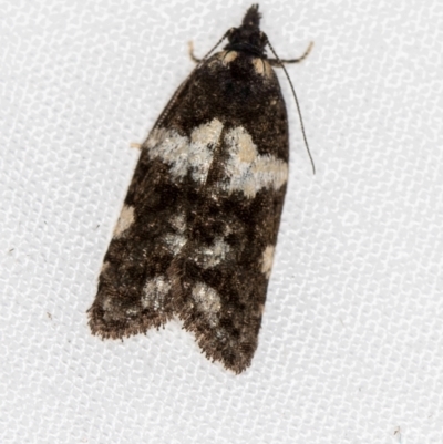 Epitymbia cosmota (A Tortricid moth) at Melba, ACT - 13 Mar 2021 by Bron