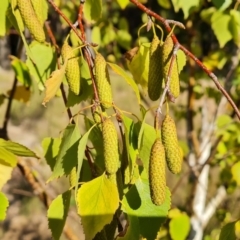 Betula pendula (Silver Birch) at Isaacs Ridge and Nearby - 11 Apr 2021 by Mike