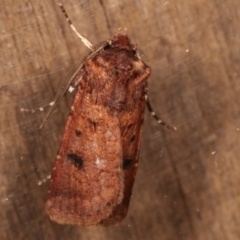 Agrotis porphyricollis (Variable Cutworm) at Melba, ACT - 5 Apr 2021 by kasiaaus