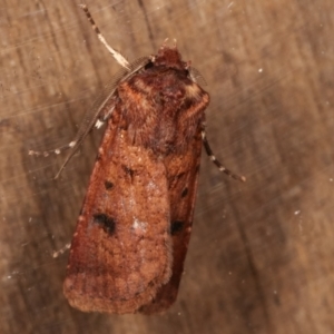 Agrotis porphyricollis at Melba, ACT - 6 Apr 2021 12:19 AM