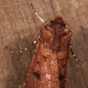 Agrotis porphyricollis at Melba, ACT - 6 Apr 2021 12:19 AM