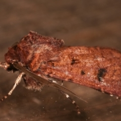 Agrotis porphyricollis at Melba, ACT - 6 Apr 2021 12:19 AM