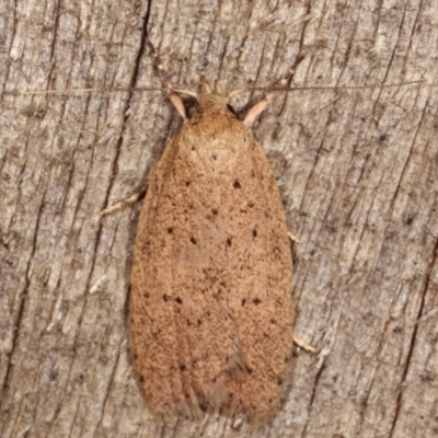 Garrha repandula (a Concealer Moth) at Melba, ACT - 5 Apr 2021 by kasiaaus