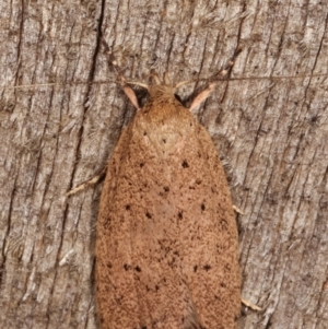 Garrha repandula at Melba, ACT - 6 Apr 2021