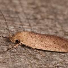 Garrha repandula at Melba, ACT - 6 Apr 2021