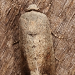 Proteuxoa leptochroa at Melba, ACT - 6 Apr 2021