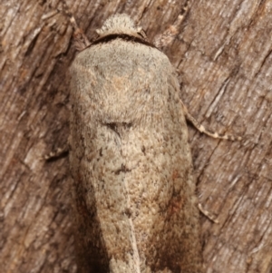 Proteuxoa leptochroa at Melba, ACT - 6 Apr 2021