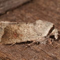 Proteuxoa leptochroa at Melba, ACT - 6 Apr 2021