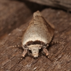 Proteuxoa leptochroa at Melba, ACT - 6 Apr 2021 12:20 AM