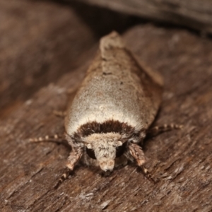 Proteuxoa leptochroa at Melba, ACT - 6 Apr 2021 12:20 AM