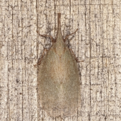 Rentinus dilatatus (Fulgorid planthopper) at Melba, ACT - 5 Apr 2021 by kasiaaus