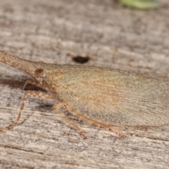 Rentinus dilatatus at Melba, ACT - 6 Apr 2021