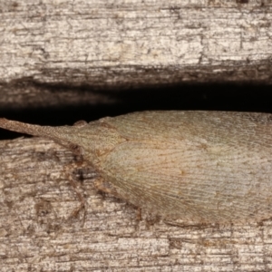 Rentinus dilatatus at Melba, ACT - 6 Apr 2021