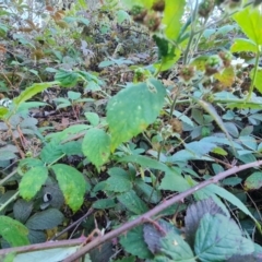 Rubus anglocandicans (Blackberry) at Jerrabomberra, ACT - 11 Apr 2021 by Mike