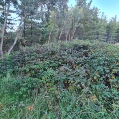 Rubus anglocandicans at Jerrabomberra, ACT - 11 Apr 2021