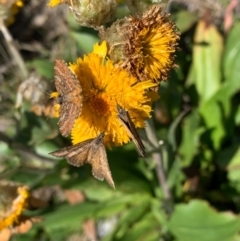 Chrysolarentia cataphaea (Plain Mountain Carpet) at Kosciuszko National Park - 20 Feb 2020 by SimoneC