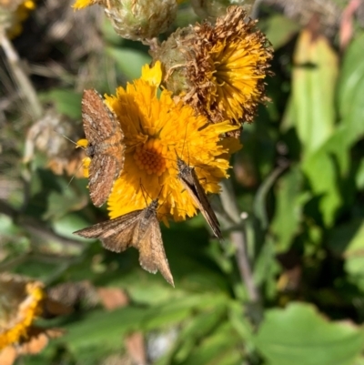 Chrysolarentia cataphaea (Plain Mountain Carpet) at Kosciuszko National Park - 20 Feb 2020 by SimoneC