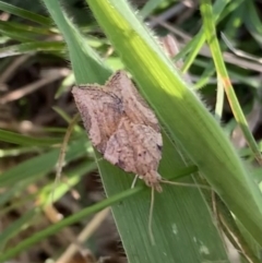 Epiphyas ashworthana (Ashworth's Tortrix) at Murrumbateman, NSW - 11 Apr 2021 by SimoneC