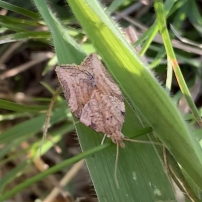 Epiphyas ashworthana (Ashworth's Tortrix) at Murrumbateman, NSW - 11 Apr 2021 by SimoneC