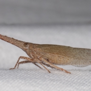 Rentinus dilatatus at Melba, ACT - 6 Apr 2021