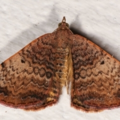 Chrysolarentia mecynata (Mecynata Carpet Moth) at Melba, ACT - 6 Apr 2021 by kasiaaus