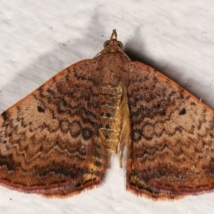 Chrysolarentia mecynata at Melba, ACT - 6 Apr 2021