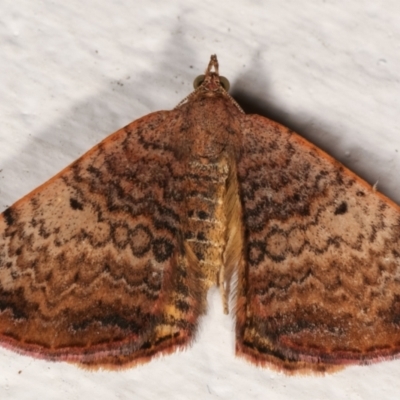 Chrysolarentia mecynata (Mecynata Carpet Moth) at Melba, ACT - 5 Apr 2021 by kasiaaus