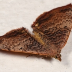 Chrysolarentia mecynata at Melba, ACT - 6 Apr 2021