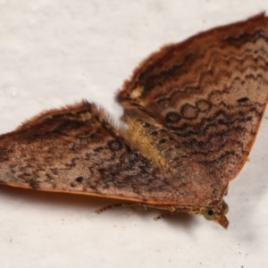 Chrysolarentia mecynata at Melba, ACT - 6 Apr 2021