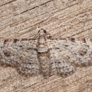 Chloroclystis insigillata at Melba, ACT - 6 Apr 2021