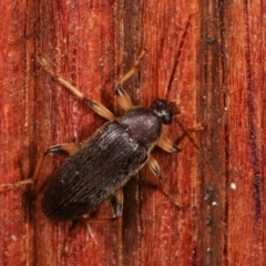 Homotrysis sp. (genus) (Darkling beetle) at Melba, ACT - 5 Apr 2021 by kasiaaus