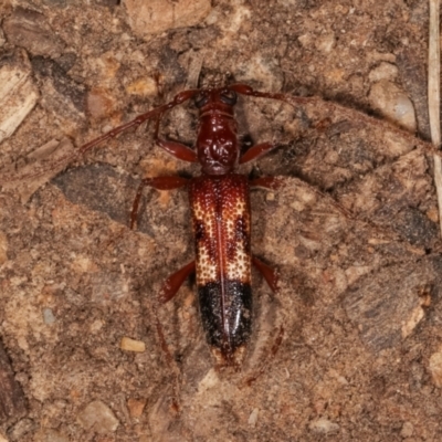 Coptocercus aberrans (Aberrans longhorn beetle) at Melba, ACT - 5 Apr 2021 by kasiaaus
