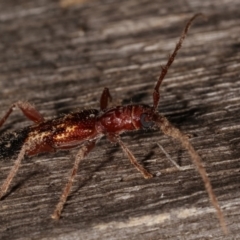 Coptocercus aberrans at Melba, ACT - 6 Apr 2021