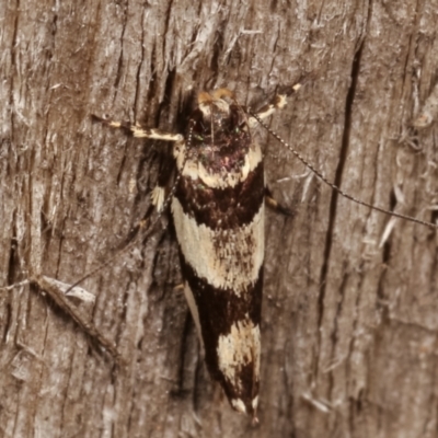 Macrobathra desmotoma ( A Cosmet moth) at Melba, ACT - 5 Apr 2021 by kasiaaus