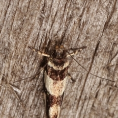 Macrobathra desmotoma at Melba, ACT - 6 Apr 2021