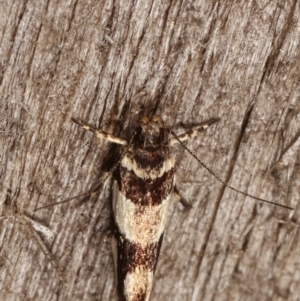 Macrobathra desmotoma at Melba, ACT - 6 Apr 2021 01:45 AM