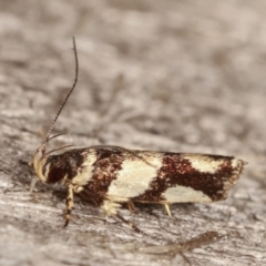 Macrobathra desmotoma at Melba, ACT - 6 Apr 2021 01:45 AM