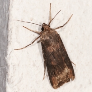 Agrotis ipsilon at Melba, ACT - 6 Apr 2021