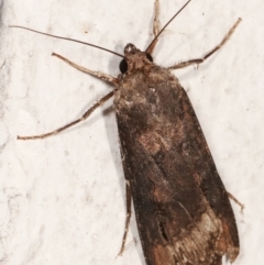 Agrotis ipsilon at Melba, ACT - 6 Apr 2021