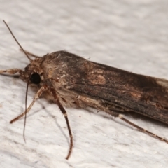 Agrotis ipsilon at Melba, ACT - 6 Apr 2021