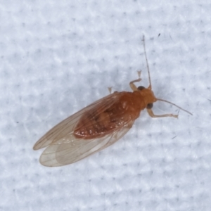 Psyllidae sp. (family) at Melba, ACT - 4 Apr 2021