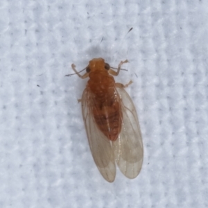 Psyllidae sp. (family) at Melba, ACT - 4 Apr 2021