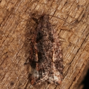 Epitymbia (genus) at Melba, ACT - 6 Apr 2021