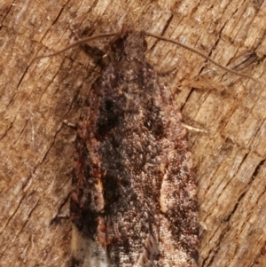 Epitymbia (genus) at Melba, ACT - 6 Apr 2021
