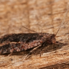 Epitymbia (genus) at Melba, ACT - 6 Apr 2021 12:25 AM