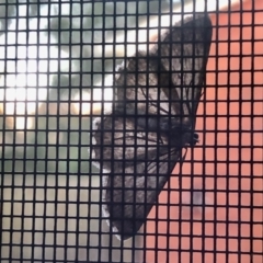 Psilosticha absorpta (Fine-waved Bark Moth) at Aranda, ACT - 11 Apr 2021 by KMcCue