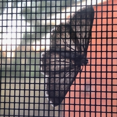Psilosticha absorpta (Fine-waved Bark Moth) at Aranda, ACT - 11 Apr 2021 by KMcCue